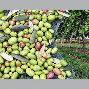 Chất lượng cao <span class=keywords><strong>HDPE</strong></span> nông nghiệp lưới cho <span class=keywords><strong>Olive</strong></span> thu hoạch Bộ sưu tập trong vườn - Product Image 1