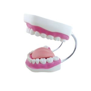 Modelo Dental de Dientes Tipodonto con Lengua y Soporte de Alambre Metálico para Educación en Higiene Bucal - Product Image 1