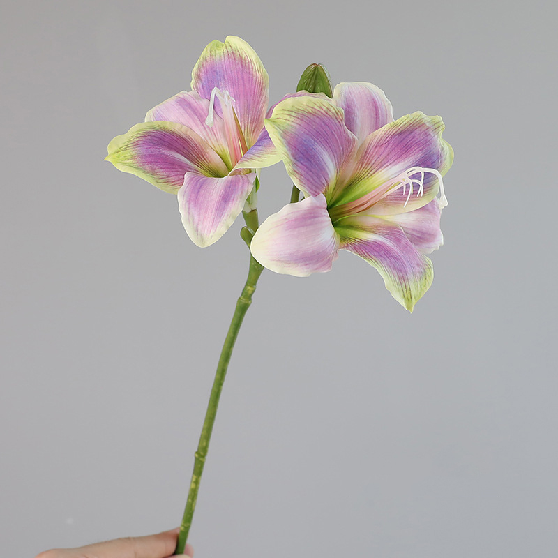 Pourpre