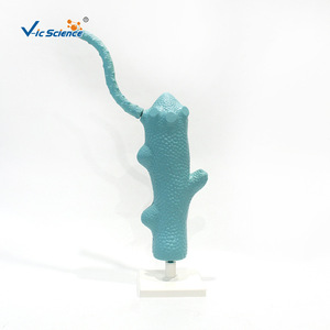 VIC3214 โมเดลการผ่าตัดสัตว์ไฮดรา สำหรับการสอนวิชาชีววิทยาในโรงเรียนมัธยมต้นและมัธยมปลาย และเป็นโมเดลสัตว์สำหรับวิทยาศาสตร์ - Product Image 2