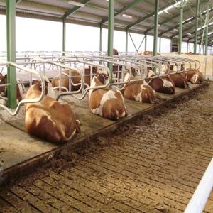 Construcción prefabricada ligera moderna de bajo costo, estructura de techo de acero, edificios, granja, Granero, casa, cobertizo de vacas lecheras, construcción de ganado - Product Image 2