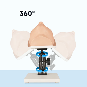 Modèle d'entraînement en silicone de tête humaine pour injections chirurgicales et cosmétiques avec nerfs faciaux et vaisseaux sanguins simulés - Product Image 5