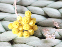 Bunga Kering Helichrysum Italicum Alami Berkualitas Tinggi 100g/Paket, Buket Paskah dengan Bunga Krisan