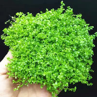 Plantes aquatiques décoratives pour aquariums et bacs à poissons, type trèfle aquatique, pour la vente en gros