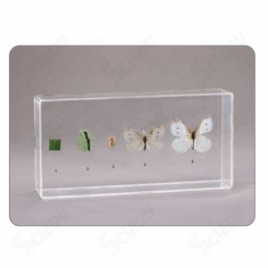 Campione Cavolo Farfalla Vita <span class=keywords><strong>Esemplare</strong></span> di Storia - Product Image 1
