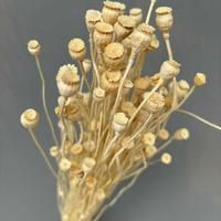 Fleurs séchées en gros pour la décoration intérieure : fleurs de pavot de terre naturelles préservées pour la création de bouquets et l'art floral