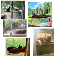 Lit suspendu pliable de luxe et confortable pour animaux de compagnie, hamac en macramé à fixer au mur ou au rebord de fenêtre pour chat