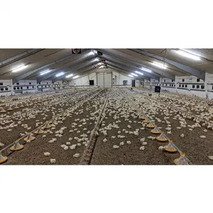Grande construção de granjas avícolas galpão de frango design estrutura de aço leve galinheiros venda quente