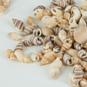 Petits chouches mixtes en coquillage de plage, pièces, décoratif, DIY, bougie, gelée, haricots, adhésif, cadre Photo, accessoires, coquillage de plage - Product Image 4