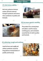 Poudre rafraîchissante pour animaux, additif alimentaire pour volailles, stimulant de ponte pour poules pondeuses, additif alimentaire pour bovins