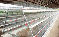 Équipement d'élevage de poulets, système de cages pour poulets de chair, système d'alimentation automatique pour poulets