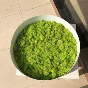 منازل وحدائق-لوحات جدارية, لوحات جدارية خضراء للاستخدام الداخلي مختلفة الاستخدامات بسعر الجملة ، أعشاب الطحالب ، ديكور للمنزل ، حائط من مادة الجريوفيتي - Product Image 6