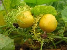POLVO SECO DE FOETIDA PASSIFLORA ORGÁNICA 100% DE ALTA CALIDAD DE PROVEEDOR DE VIETNAM - Product Image 6