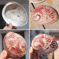 Coquilles naturelles d'ormeau poli coquille de Paua rouge vif contenant la décoration de fenêtre de maison de boîte