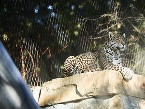 Rete di rete flessibile in acciaio inossidabile per ringhiere e recinzioni per uccelli adatte intrecciate in filo di acciaio inossidabile - Product Image 6