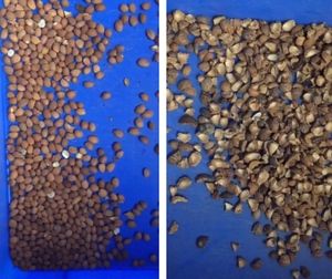 Separador óptico de almendras <span class=keywords><strong>SAN</strong></span> HE ZHONG con cámara CCD a todo color, clasificador de color inteligente para seleccionar almendras automáticas - Product Image 2