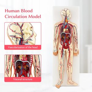 Anatomía humana para Estudiar los modelos de circulación sanguínea humana <span class=keywords><strong>del</strong></span> <span class=keywords><strong>sistema</strong></span> <span class=keywords><strong>circulatorio</strong></span> humano incluyen el Corazón desmontable - Product Image 3