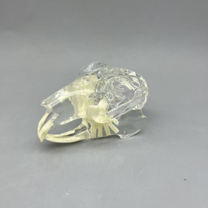 Thú y Pet thỏ giải phẫu mô hình bằng miệng Giảng Dạy Trình diễn động vật mô phỏng răng khuôn y tế khoa học Mô Hình Bộ Xương - Product Image 6