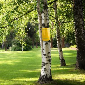 Rouleau de piège collant jaune imperméable 15 cm x 100 m - pour les pucerons en serre et barrière contre les insectes rampants sur les troncs d'arbres - Product Image 6