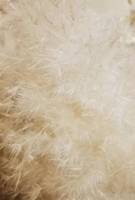 Rumput Pampas Kering Alami Putih Festival Penjualan Terlaris untuk Pernikahan dan Dekorasi Rumah Bahan Bunga Alami Premium