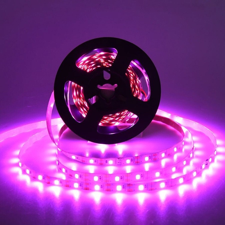 Purple light