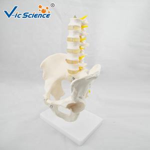 Modelo Esquelético de Vértebras Lombares para Enseñanza Médica, Pelvis de Tamaño Real con 5 Vértebras Lombares, Modelo Anatómico de <span class=keywords><strong>Columna</strong></span> Vertebral - Product Image 2