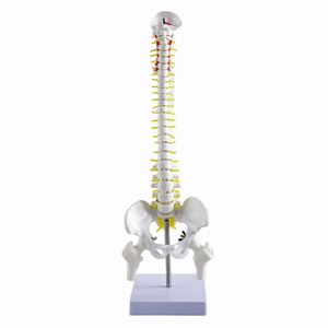 Modelo <span class=keywords><strong>de</strong></span> esqueleto humano <span class=keywords><strong>de</strong></span> 45cm para ciencia médica con hernia <span class=keywords><strong>de</strong></span> disco, Nervio, columna Cervical, columna Lumbar, pelvis y <span class=keywords><strong>huesos</strong></span> <span class=keywords><strong>de</strong></span> las piernas - Product Image 6
