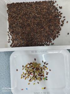 Machine <span class=keywords><strong>de</strong></span> tri <span class=keywords><strong>de</strong></span> couleurs à haute efficacité, <span class=keywords><strong>type</strong></span> chute, capacité 99,9 %, précision 99,9 % - Product Image 3