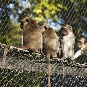 Linh hoạt dây thép không gỉ lưới cáp lan can lưới chim vườn vườn thú Lồng hàng rào ban công cầu thang dây dây bảo vệ Net - Product Image 1