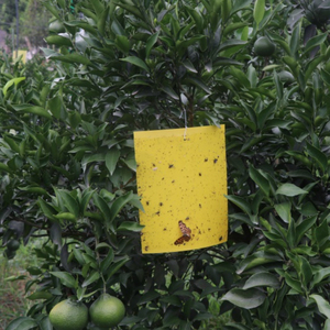 Trampas para polillas y moscas <span class=keywords><strong>de</strong></span> frutas, invernaderos agrícolas, control <span class=keywords><strong>de</strong></span> plagas <span class=keywords><strong>de</strong></span> insectos, trampa adhesiva amarilla para exteriores, tablero <span class=keywords><strong>de</strong></span> pegamento, receptor <span class=keywords><strong>de</strong></span> insectos - Product Image 4