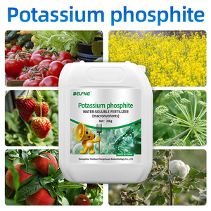 Phosphite de <span class=keywords><strong>potassium</strong></span>, <span class=keywords><strong>engrais</strong></span> hydrosoluble <span class=keywords><strong>riche</strong></span> <span class=keywords><strong>en</strong></span> <span class=keywords><strong>phosphore</strong></span> <span class=keywords><strong>et</strong></span> <span class=keywords><strong>en</strong></span> <span class=keywords><strong>potassium</strong></span>, macronutriments essentiels - Product Image 3