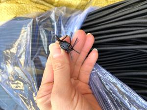 CE001-3 vente d'usine sur mesure 5mm 6mm épais cordon <span class=keywords><strong>élastique</strong></span> <span class=keywords><strong>pour</strong></span> sacs Trampoline corde <span class=keywords><strong>élastique</strong></span> <span class=keywords><strong>pour</strong></span> Kayak cordon <span class=keywords><strong>élastique</strong></span> solide - Product Image 3