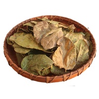 Extrait de feuille de mûrier sauvage, herbe séchée naturelle, authentique, traditionnel, botanique, pour le bien-être quotidien