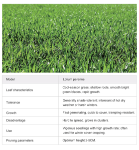 Césped Natural Premium, Duradero y Suave, Certificado por FIFA, para Cancha de Fútbol Interior/Exterior con Servicio de Mantenimiento - Product Image 4