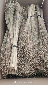Guansen Décoration Bohème Fleurs <span class=keywords><strong>de</strong></span> Haricots d'Acacia Séchées et Conservées Colorées Haricots Riches Naturels pour Décorations <span class=keywords><strong>de</strong></span> Noël et <span class=keywords><strong>de</strong></span> <span class=keywords><strong>la</strong></span> Fête des Mères - Product Image 5