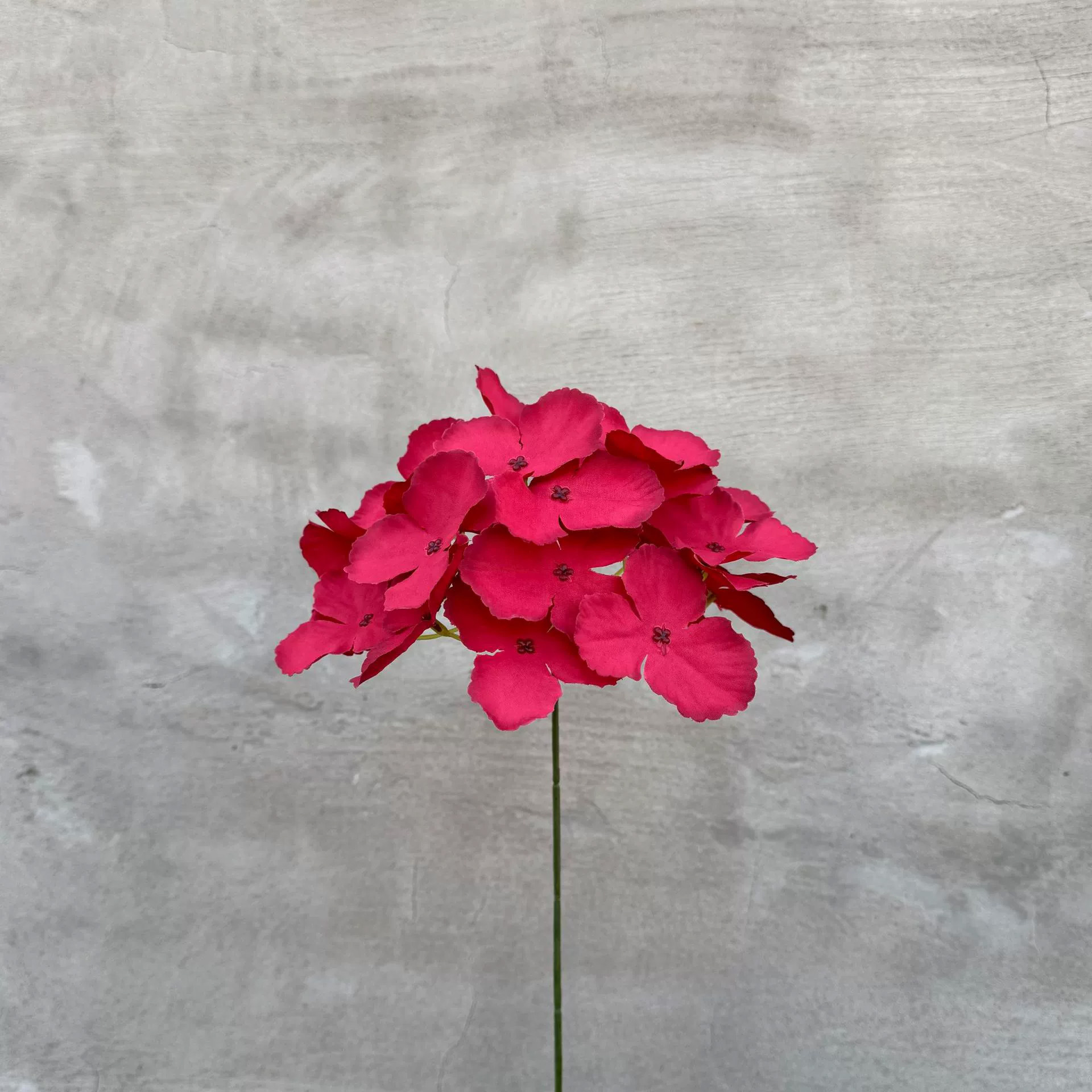 Hydrangée simple - rouge