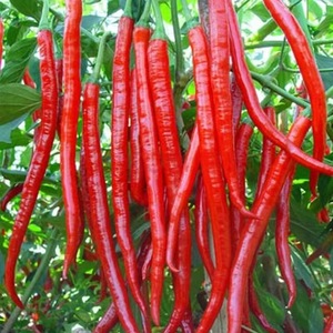 Chile Rojo Seco Entero de Guizhou/Sichuan, Producto de Granja Agrícola, Súper Picante, Tipo Bala - Product Image 2