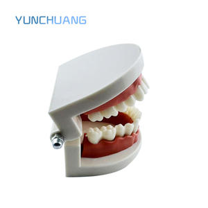 दंत मानक शिक्षण मॉडल हैंडहेल्ड स्वतंत्र पैकेजिंग मौखिक चिकित्सा शिक्षा उपकरण - Product Image 3