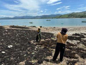 Pupuk Kompos daun rumput laut dengan elemen Nitrogen organik Fosfor Kalium meningkatkan hasil panen - Product Image 3