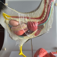 Anatomía Animal de PVC médico que enseña modelos anatómicos de pollo equipo de ciencia educativa
