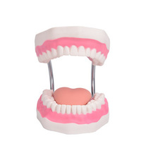 Modelo de Dientes de PVC para Entrenamiento Dental, Modelo de Enseñanza Dental 6 Veces Más Grande y Adorno para Dientes Educativos Médicos