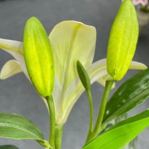 ดอกลิลลี่เดี่ยวขนาดเล็ก ผลิตจากฟิล์ม PU สำหรับงานพิมพ์ 3 มิติ ให้ความรู้สึกเหมือนจริง เหมาะสำหรับตกแต่งงานแต่งงานกลางแจ้งและบ้าน  ขายส่งจากโรงงานในจีน ดอกไม้และผลไม้จำลอง - Product Image 3