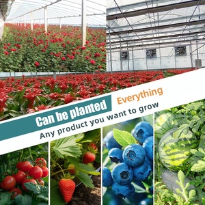 <span class=keywords><strong>Invernadero</strong></span> Túnel de Gran Tamaño Económico con Estructura de Acero Galvanizado y Lámina de PE para Cultivo de Plantas - Product Image 3