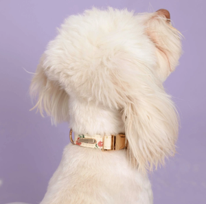 Groothandel TITANCORE Reflecterende Gepersonaliseerde Print Trainingshalsband, -riem en -tuigset voor honden & katten - Product Image 4