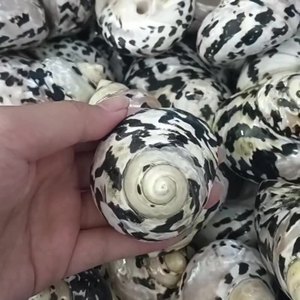 Gepolijst Spoor Seastar Zwarte Diamant Slak Heremietkreeft Vervanging Schelp <span class=keywords><strong>Aquarium</strong></span> Landschapsdecoratie Echte Touch Voor - Product Image 6