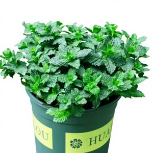 Plante en pot citron-menthe, semis <span class=keywords><strong>de</strong></span> <span class=keywords><strong>romarin</strong></span> et menthe comestibles, herbes anti-moustiques et purifiantes <span class=keywords><strong>de</strong></span> l'air, fleurs hydroponiques faciles à cultiver - Product Image 1