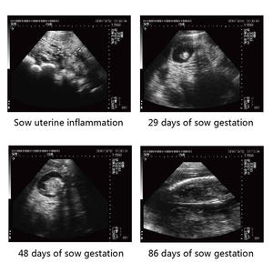 Scanner vétérinaire d'ultrason de poignet portatif animal de fabricant de la Chine pour la clinique d'hôpital pour animaux de compagnie - Product Image 5