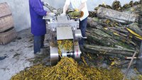 Shouchuang Krauttee-Blätter-Schneidemaschine Zitronengras Meeresalgen Kava Zuckerbeer Wurzeln Krautschnittmaschine