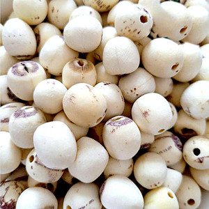 Tuerca de loto seca china, semilla de loto blanca seca para Congee - Product Image 2