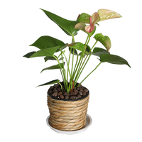 Yrhome Nouveaux pots de fleurs modernes en osier tressé, faits à la main, écologiques et enduits, pour la maison et le jardin